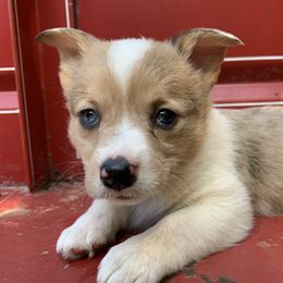 American Corgi Puppies from Baldwin’s Skyline View Farm