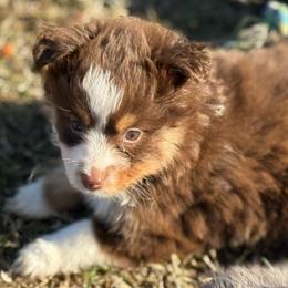 Buster - Red tri male Toy Australian Shepherd puppy in Ambrose, Georgia from Brandilyn's Aussies