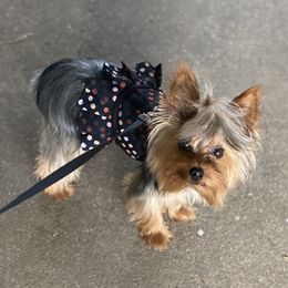 Myya - Yorkshire Terrier
