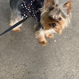 Myya - Yorkshire Terrier