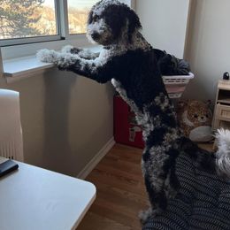 Bernedoodle and Goldendoodle Puppies from A.N.A. Doodles