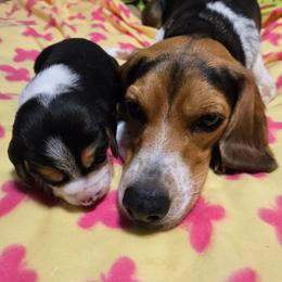 Rosie Pink collar - Black tan and bluetick female Beagle puppy in East Providence, Rhode Island from Amanda's Beagles