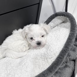 Boy 2 - Maltese puppy from AKC Maltese California