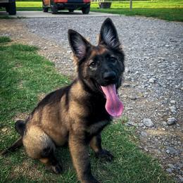 German Shepherd Puppies from Howixx German Shepherds