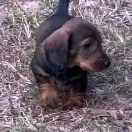 CF2 - Wild boar female Dachshund puppy in South Carolina from Purebred Dachshunds