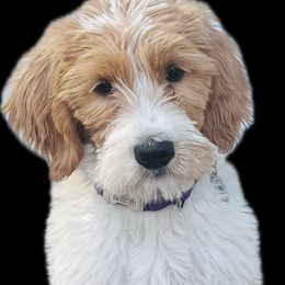 Labradoodle and Poodle Puppies from Caris Paws Poodles and Doodles
