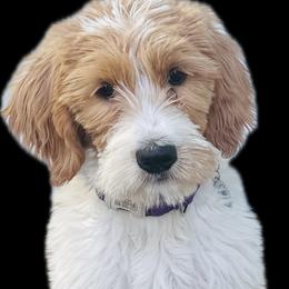 Labradoodle and Poodle Puppies from Caris Paws Poodles and Doodles