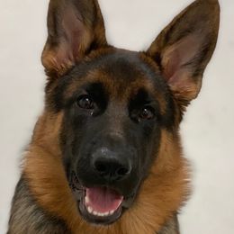 German Shepherd Puppies from AceHaven Canines