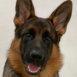 German Shepherd Puppies from AceHaven Canines