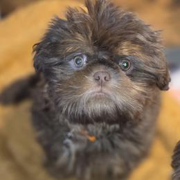 Shih Tzu Puppies from Sunshine Shih tzus