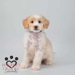 Miss Purple - Caramel red female Labradoodle puppy in Travelers Rest, South Carolina from Doodles of Love Labradoodles