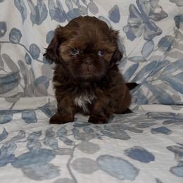 Peach - Chocolate female Shih Tzu puppy in Carthage, Missouri from Little Lion Puppies