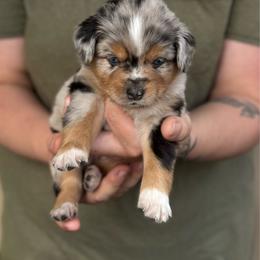 Cove - Blue merle female Miniature American Shepherd puppy in White City, Oregon from Born Rogue Miniature American Shepherds