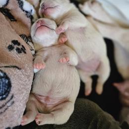 French Bulldog Puppies from Electric City Frenchies
