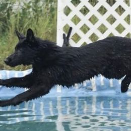 German Shepherds from Zwinger aus dem Kreuzfeuer