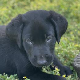Labrador Retrievers from Oakley's Mountain Top Kennel