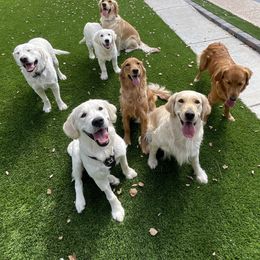 Golden Retriever Puppies from Suzy’s Golden Girls