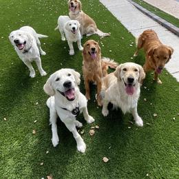 Golden Retriever Puppies from Suzy’s Golden Girls