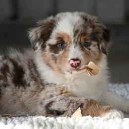 Australian Shepherd Puppies from Foster Creek Farm