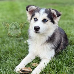 Monarch Dot - Wolf sable female Pomsky puppy in Greeley, Colorado from Monarch Pomskies | Northern Colorado