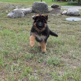 German Shepherd Puppies from Morgen Haus Shepherds