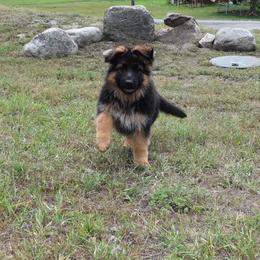 German Shepherd Puppies from Morgen Haus Shepherds