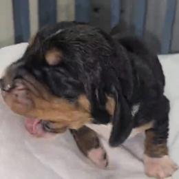 Basset Hound Puppies from Buck Wild 4 Bassets