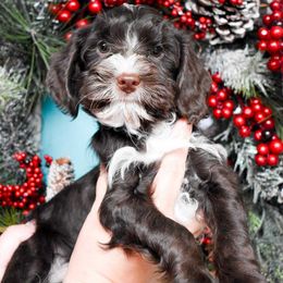 Cash - Brown and white male Cockapoo puppy in Ellensburg, Washington from Dawn to Dusk Cockapoos