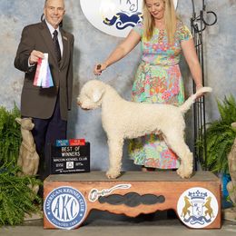 Lagotto Romagnolo puppies from Brianna Johnson