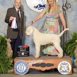 Lagotto Romagnolo puppies from Brianna Johnson