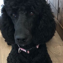 Poodles from Graystone Standard Poodles