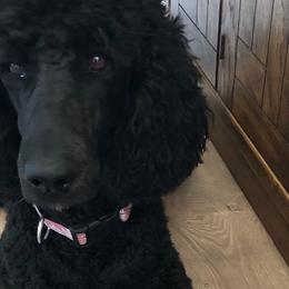 Poodles from Graystone Standard Poodles