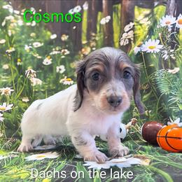 Cosmos - Blue and cream male Dachshund puppy in Grove, Oklahoma from Dachs on the lake