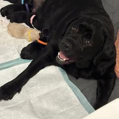 Labrador Retriever Puppies from Tripp Labradors