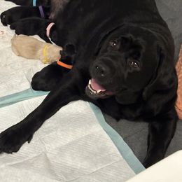 Labrador Retriever Puppies from Tripp Labradors