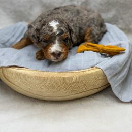 Goody - Merle female Bernedoodle puppy in Williamson, New York from Lakeside Doodles