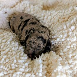 Amaya - Chocolate merle female Bernedoodle puppy in Sparta, Missouri from Sis' Doodles & Poodles