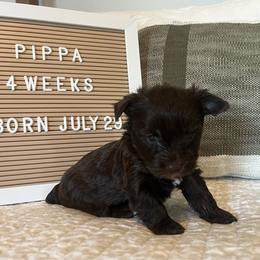 Pippa - Chocolate, tan and white female Yorkshire Terrier puppy in Calhoun, Georgia from Peach State Yorkies