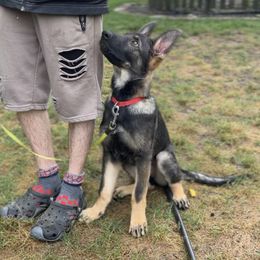 German Shepherd Puppies from Paws Of Germany