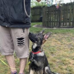 German Shepherd Puppies from Paws Of Germany