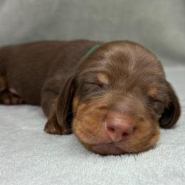 Male 3 - Chocolate and tan male Dachshund puppy in Birmingham, Alabama from LongBottomDachshunds
