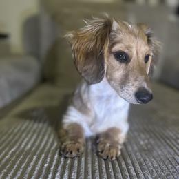 Dixie - Dachshund