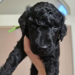 Emerald - Green Collar - Black male Poodle puppy in Phoenix, Arizona from Desert Diamond Poodles