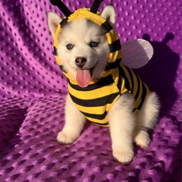 Angel - Blue female Pomsky puppy in Bucyrus, Missouri from Hill Top Pomskies