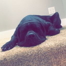 Thor - Cane Corso