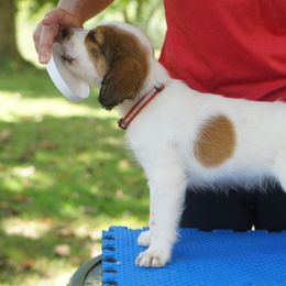 Reef - Nederlandse Kooikerhondje