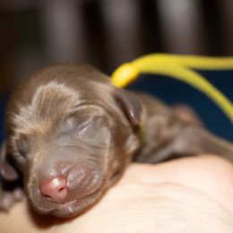 Truffle - Chocolate male Dachshund puppy in Mesa, Arizona from Dach Army LLC