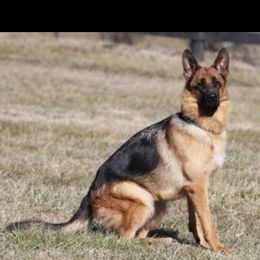 Dinna - German Shepherd