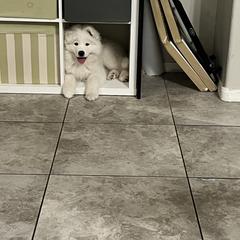 Samoyed Puppies from Virgin River Samoyeds