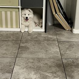 Samoyed Puppies from Virgin River Samoyeds